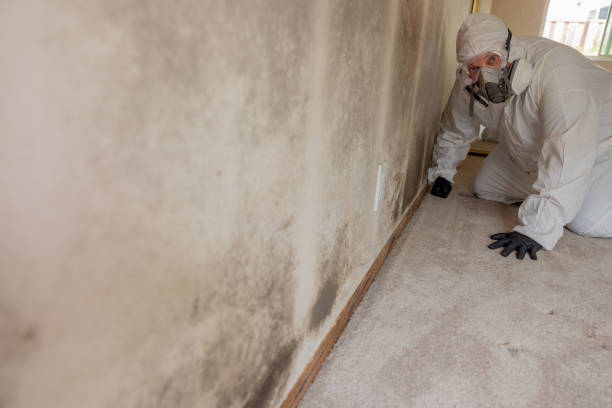 Best Real Estate Mold Inspection  in Pato, WA